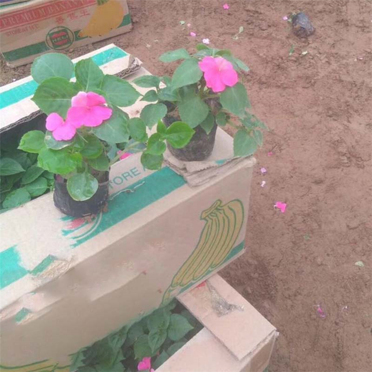 青州绿化苗木 绿化工程花卉 非洲凤仙种植基地 发货快捷