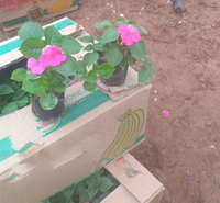 青州绿化苗木 绿化工程花卉 非洲凤仙种植基地 发货快捷