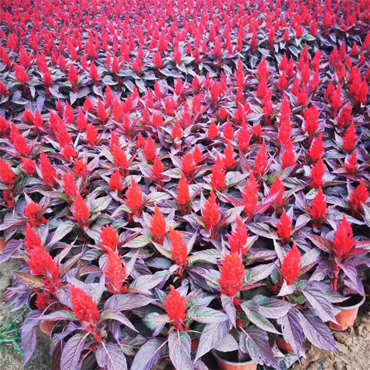 盆栽观赏花卉 鸡冠花行情 采购基地 青州草花