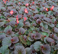 青州草花 观赏盆栽四季海棠苗 肉质草本 天卓花卉