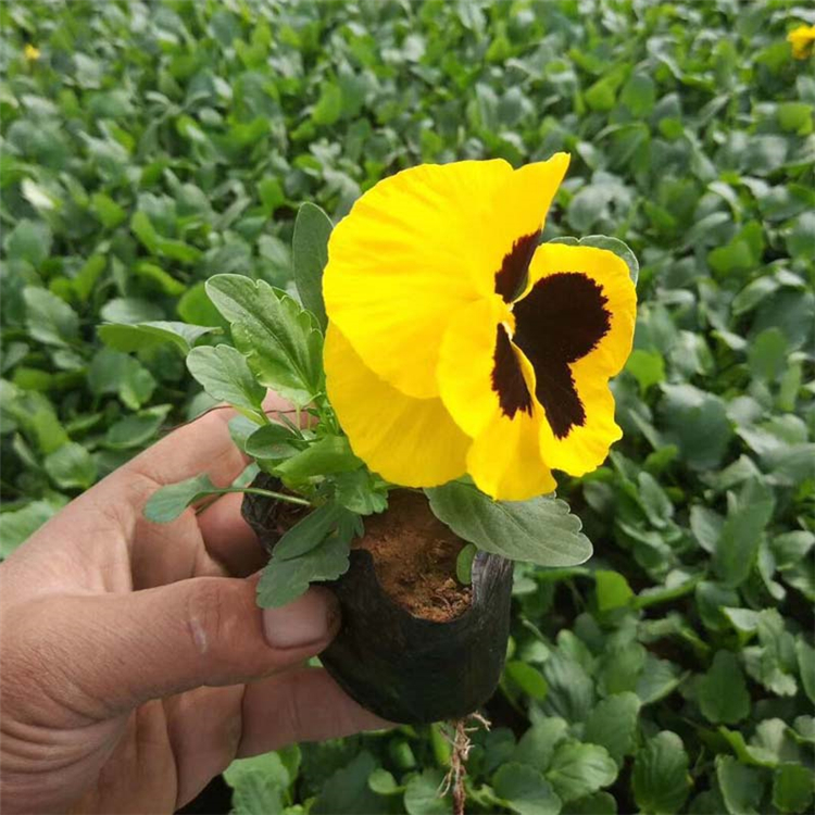 好苗预定 三色堇小苗 三色堇供应商
