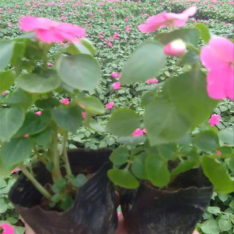 上盆非洲凤仙 欢迎选购 非洲凤仙价格 青州草花批发