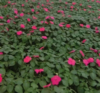青州绿化苗木 绿化工程花卉 非洲凤仙销售 花卉大量供应