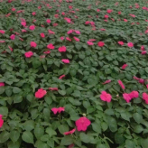 青州绿化苗木 绿化工程花卉 非洲凤仙销售 花卉大量供应