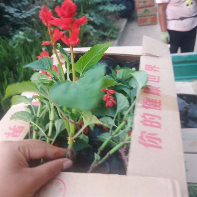 一串红供应商 青州草花 基地培育 绿化工程一串红