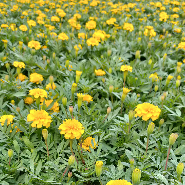 孔雀草 孔雀草花海 基地直售 孔雀草种植基地