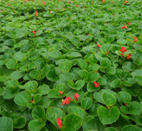 上盆四季海棠 欢迎订购 青州草花 四季海棠种植基地