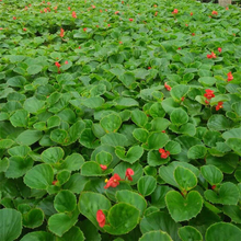 上盆四季海棠 欢迎订购 青州草花 四季海棠种植基地