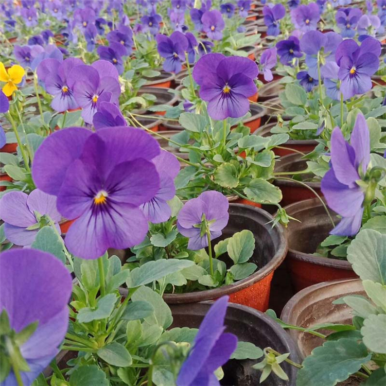 角堇杯苗批发价格 山东角堇杯苗