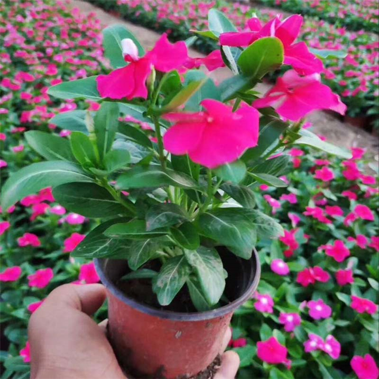 青州开花草花 长春花种苗 长春花价格 自产自销