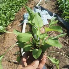 鑫杰  街道绿化拜访松果菊盆栽  松果菊盆栽  花色艳丽