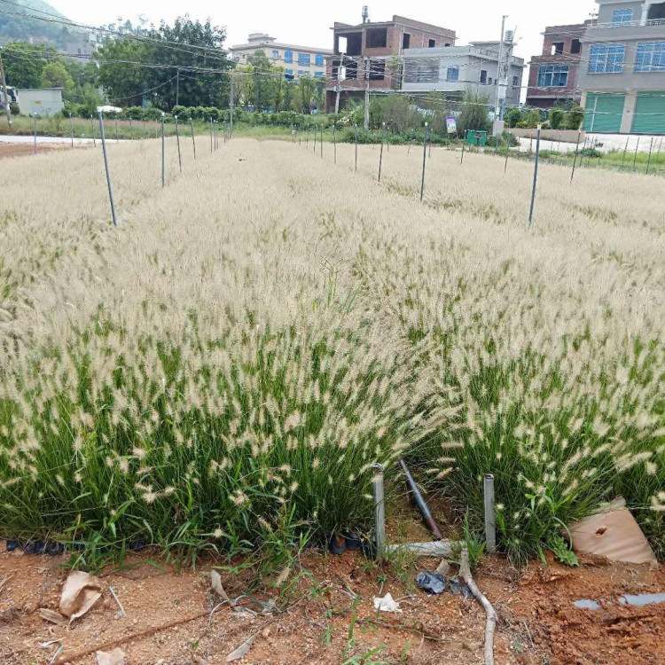 河道绿化用狼尾草苗   狼尾草种苗  喜阳光充足的环境