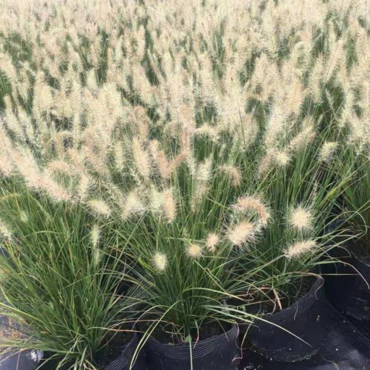 湿地工程绿化用苗   小兔子狼尾草  抗老化能力强