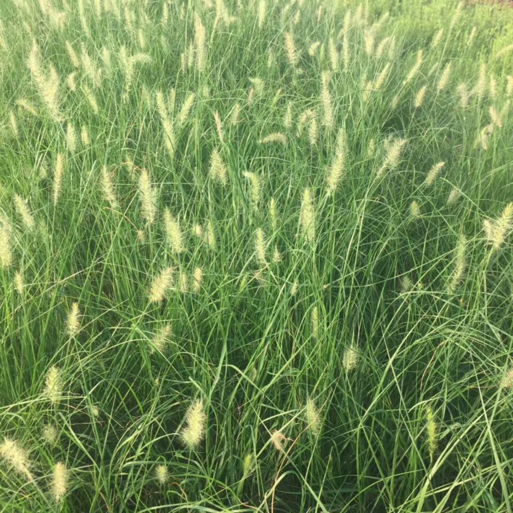 绿化用狼尾草苗  狼尾草种植基地  喜阳光充足的环境