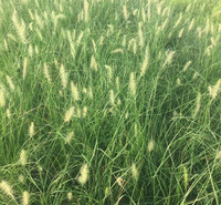 绿化用狼尾草苗  狼尾草种植基地  喜阳光充足的环境