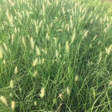 绿化用狼尾草苗  狼尾草种植基地  喜阳光充足的环境
