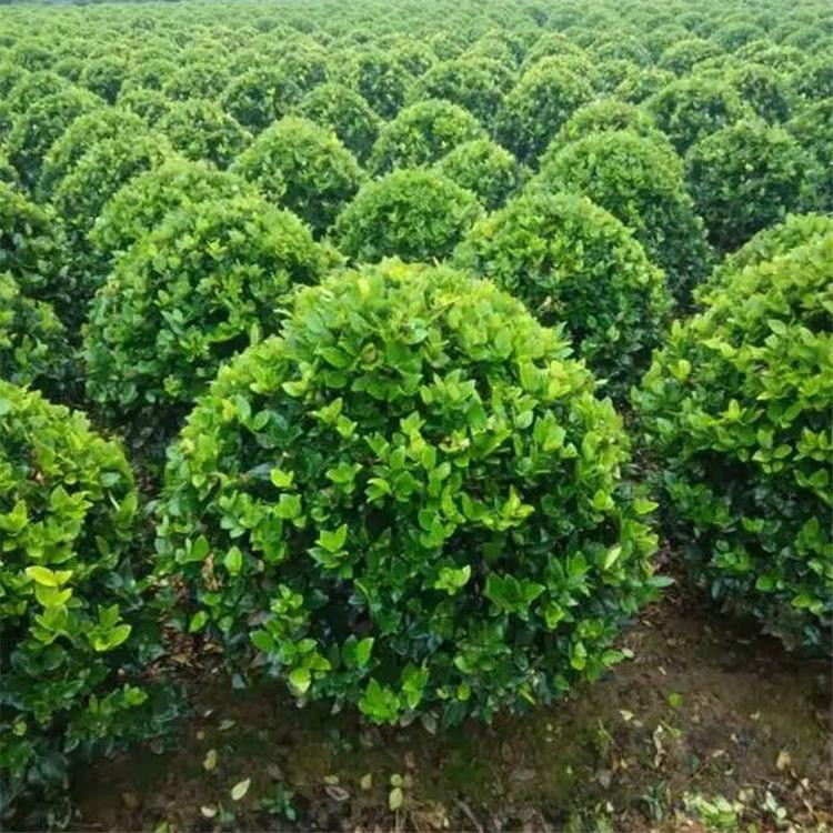 山东金叶女贞基地  山东金森女贞  植株强健