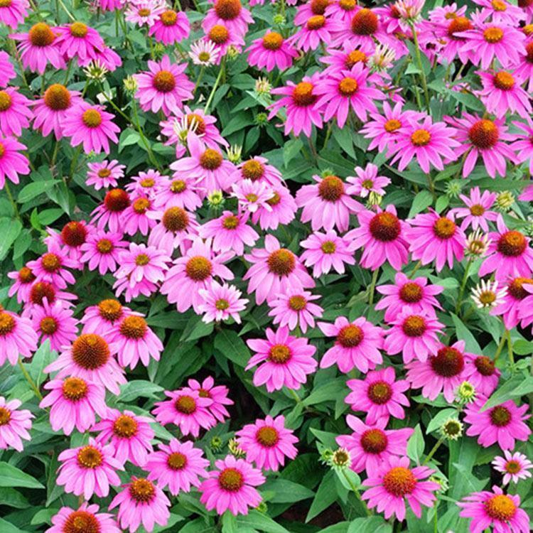 鑫杰  多年草本植物  松果菊盆栽苗  品种丰富 花色全