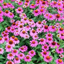 鑫杰  多年草本植物  松果菊盆栽苗  品种丰富 花色全