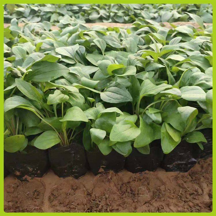 鑫杰  街道绿化拜访松果菊盆栽  松果菊盆栽苗  花朵大型