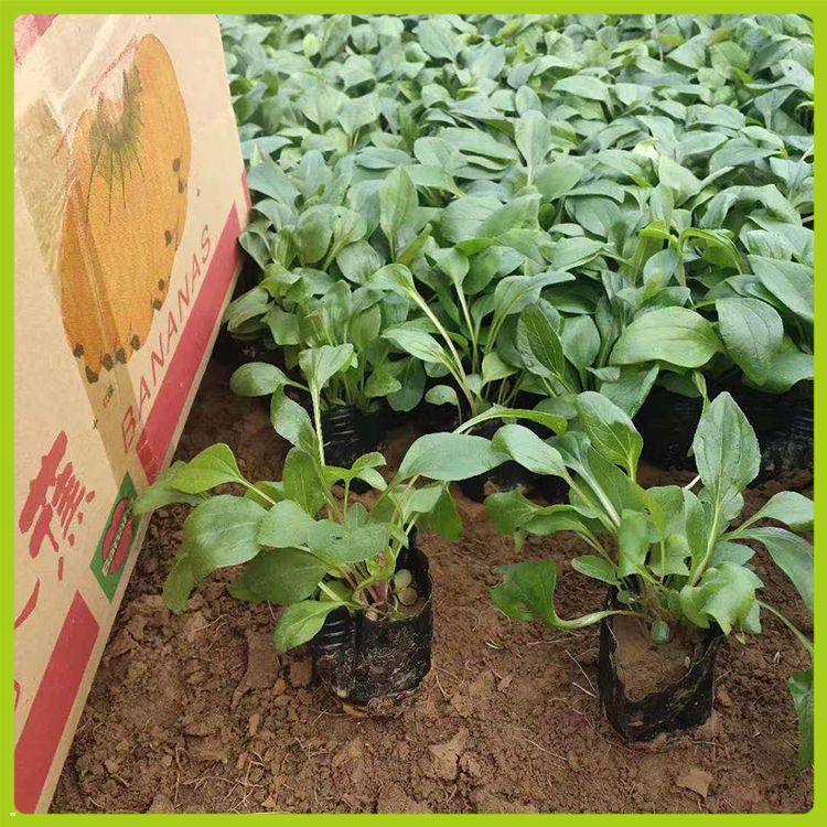 鑫杰  花坛点缀用松果菊小苗  松果菊小苗  品种丰富 花色全