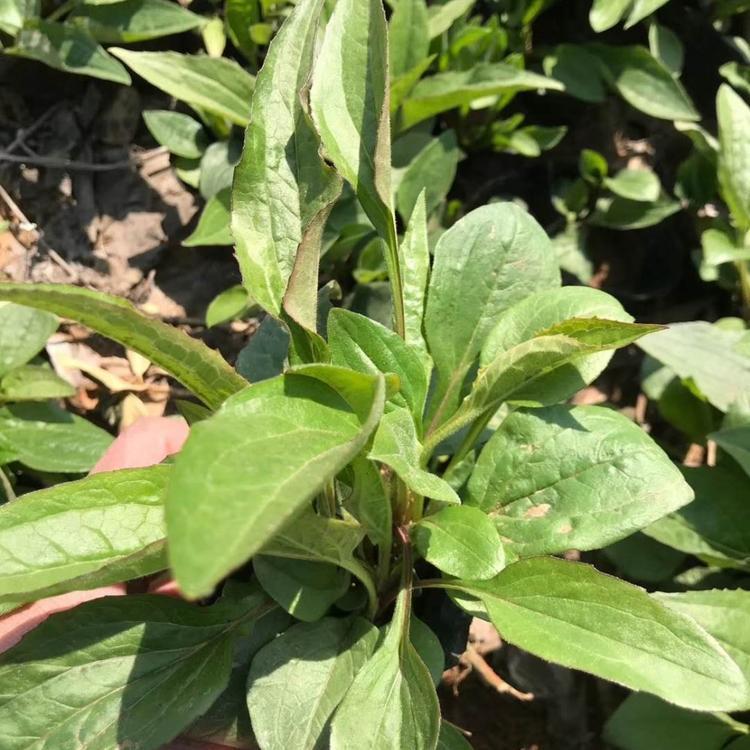 鑫杰  园林美化用多色系花海  紫锥花  花期长 观赏性好