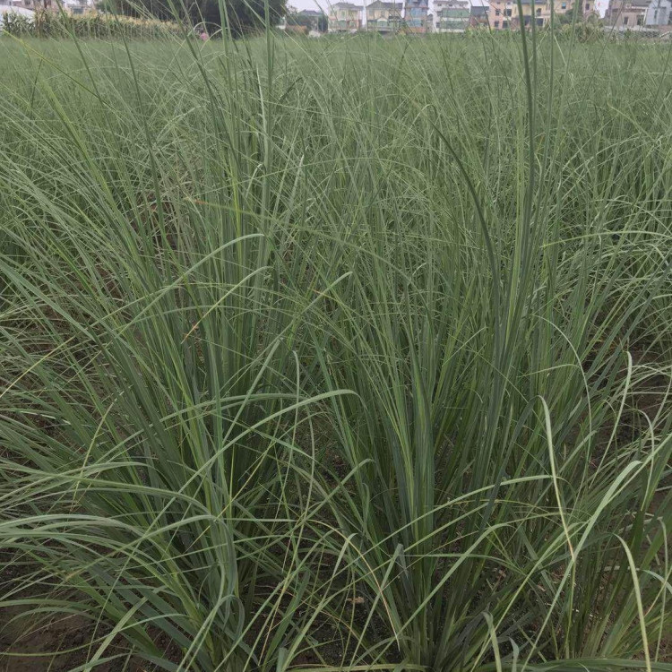 大量出售狼尾草  小兔子狼尾草批发  适应能力好