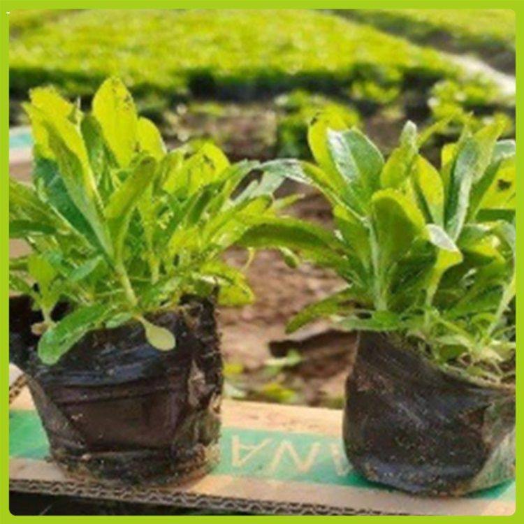 鑫杰  多年草本植物  松果菊价格  花期长 观赏性好