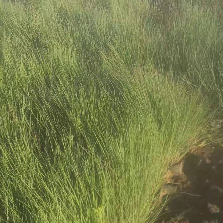 须芒草  观赏草类植物 池塘河边绿化苗 东田基地直供