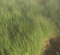须芒草  观赏草类植物 池塘河边绿化苗 东田基地直供