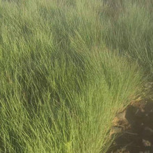 须芒草  观赏草类植物 池塘河边绿化苗 东田基地直供