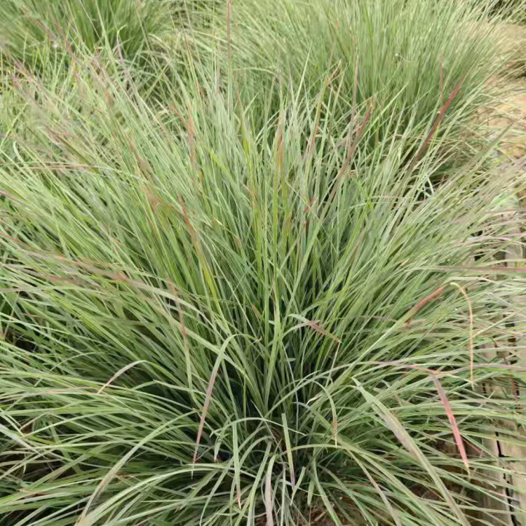 须芒草 