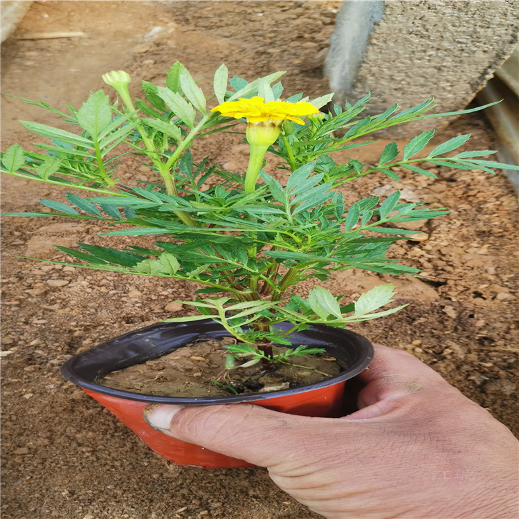 低价出售孔雀草 孔雀草种子 江瑞草花