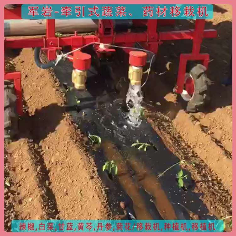 还魂草移栽机 欢迎电话咨询 军岩机械 移栽机报价