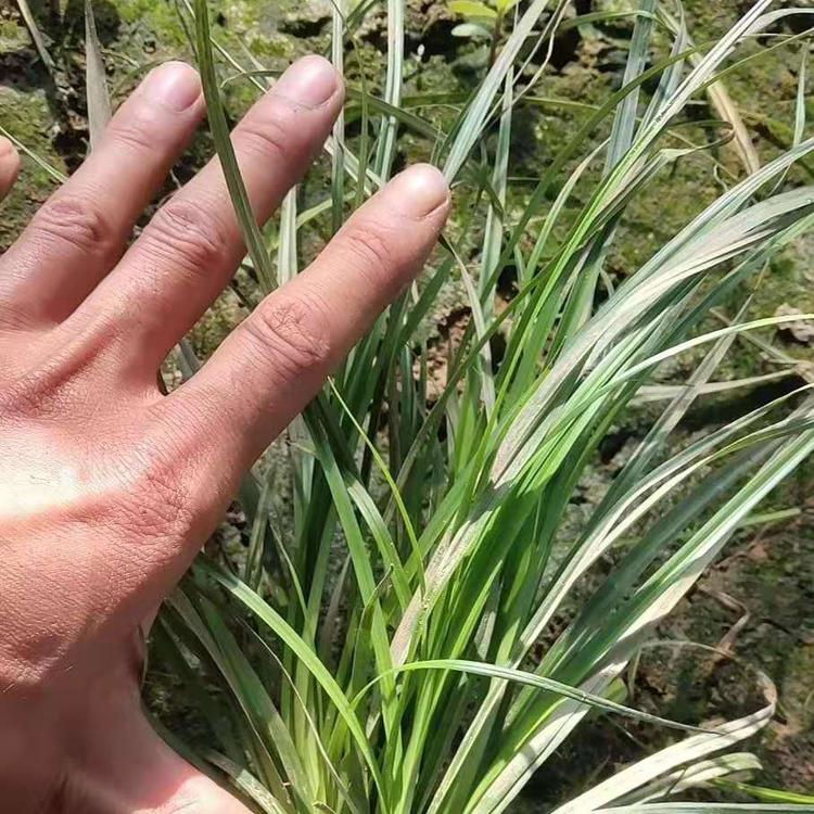 庭院绿化青绿苔草栽种苗  青绿苔草报价  四季常绿