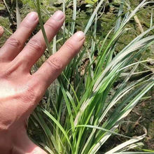 庭院绿化青绿苔草栽种苗  青绿苔草报价  四季常绿
