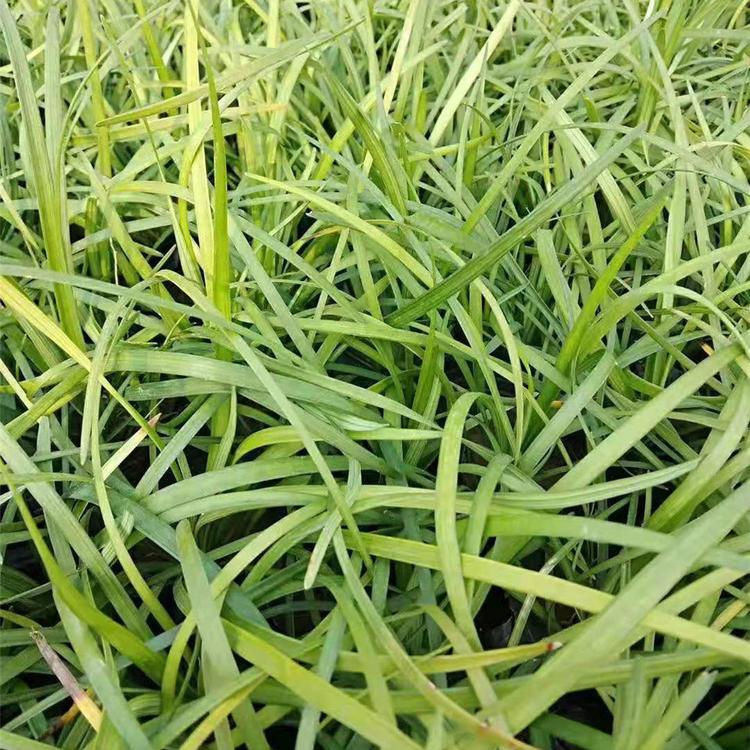 庭院绿化青绿苔草栽种苗  青绿苔草  四季常绿