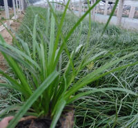 公园绿化青绿苔草  青绿苔草报价  叶量大而密集