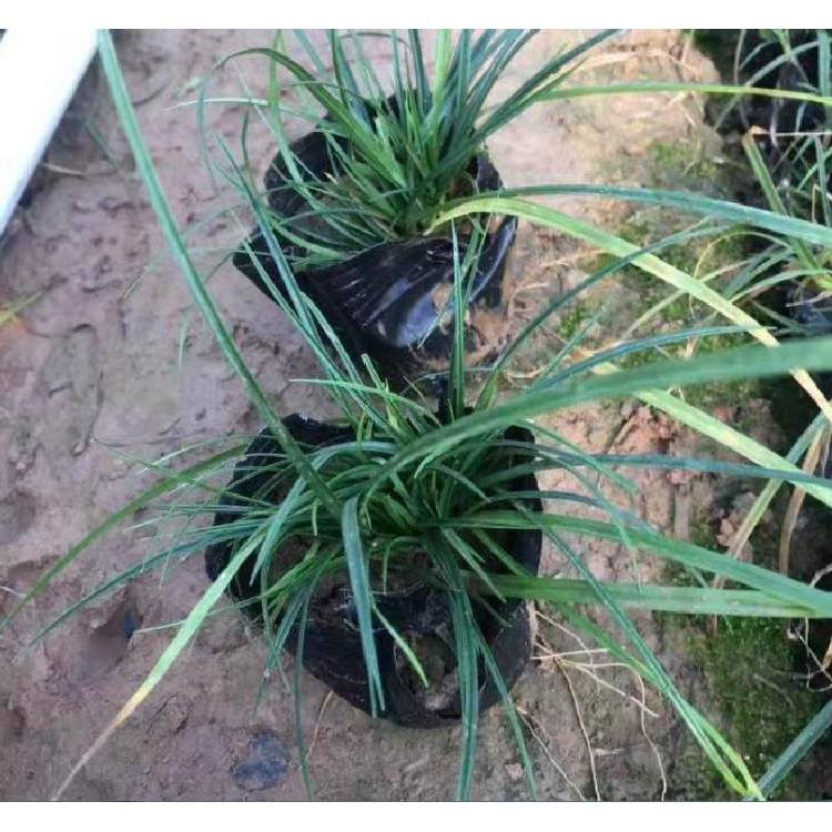 多色草坪青绿苔草  青绿苔草培育  春季鲜绿色 观赏性好