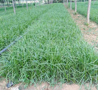 家居点缀用青绿苔草盆栽  青绿苔草小苗  春季鲜绿色 观赏性好