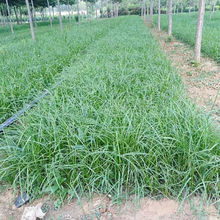 家居点缀用青绿苔草盆栽  青绿苔草小苗  春季鲜绿色 观赏性好