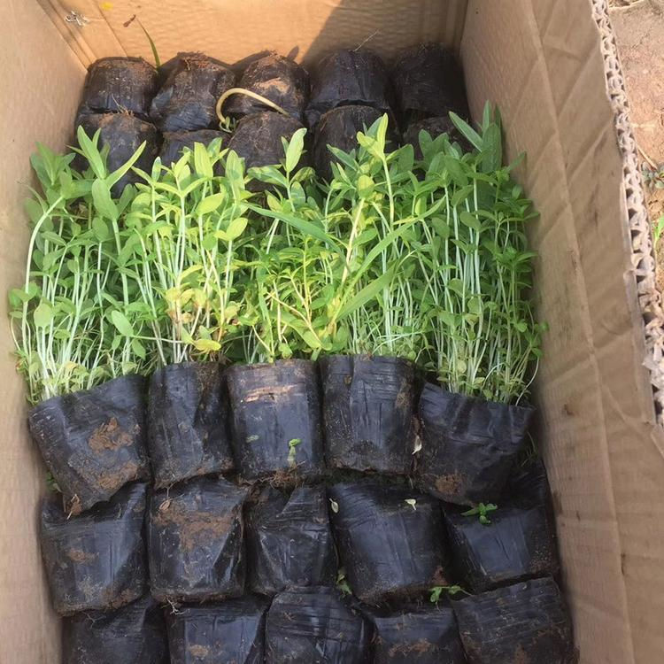 公园池塘美化千屈菜  千屈菜大量供应  全株青绿色