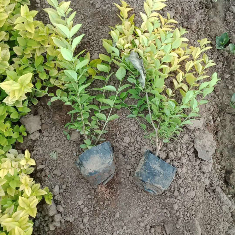 山东金叶女贞基地  金叶女贞小苗  植株繁茂