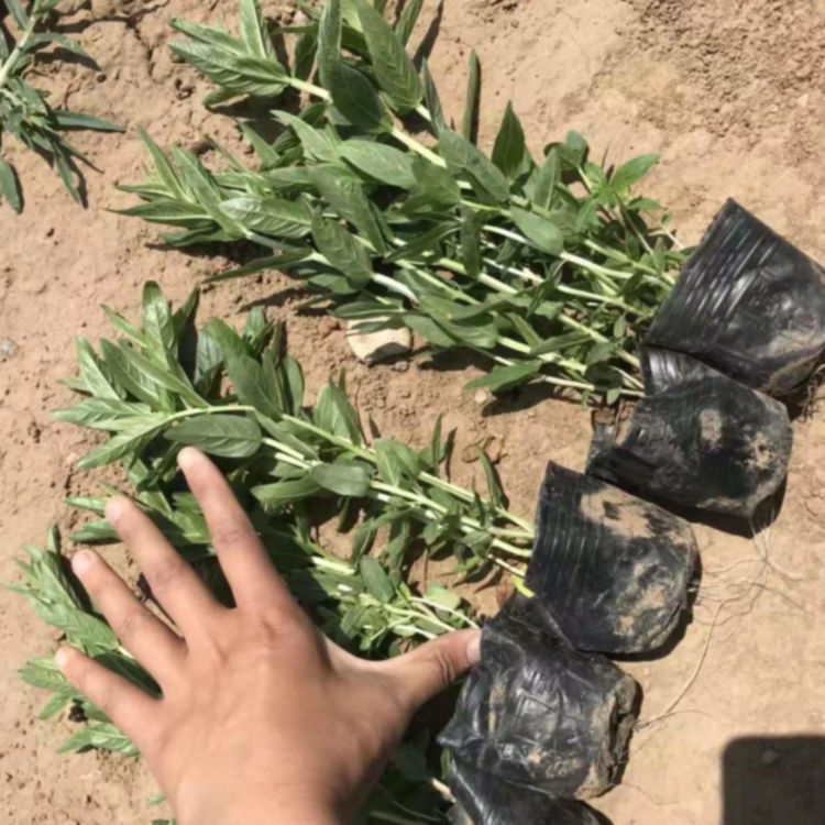 公园池塘美化千屈菜  千屈菜批发基地  花朵繁茂，花期长