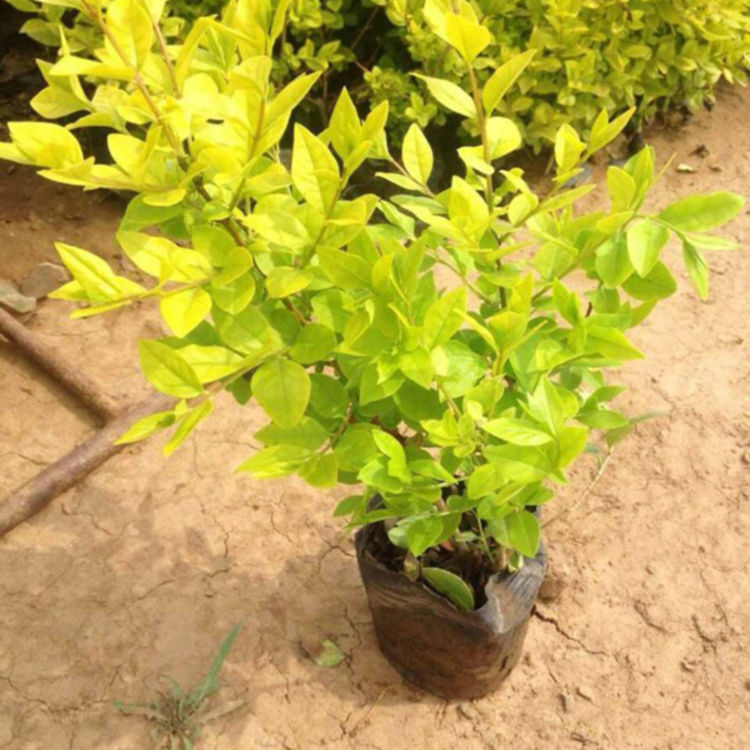 青州金叶女贞  金叶女贞批发商  花型优美，观赏性好