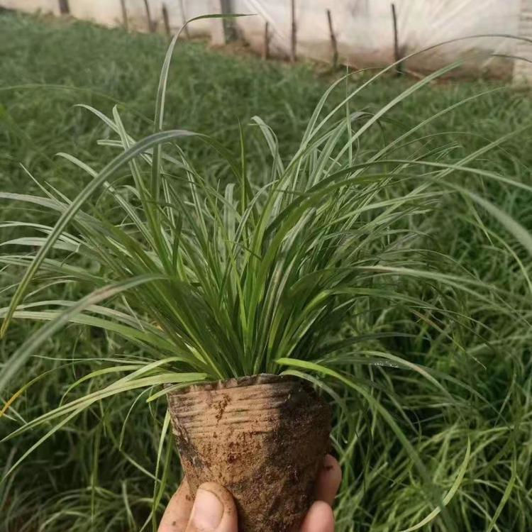 公园绿化青绿苔草  青绿苔草批发商  形态优美