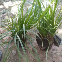 多色草坪青绿苔草  青绿苔草批发商  形态优美