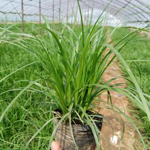 公园绿化青绿苔草  青绿苔草价格  春季鲜绿色 观赏性好