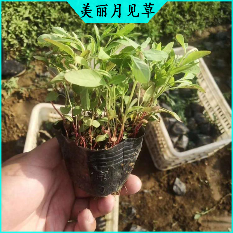 景区绿化美丽月见草 月见草批发  宿根草花美丽月见草