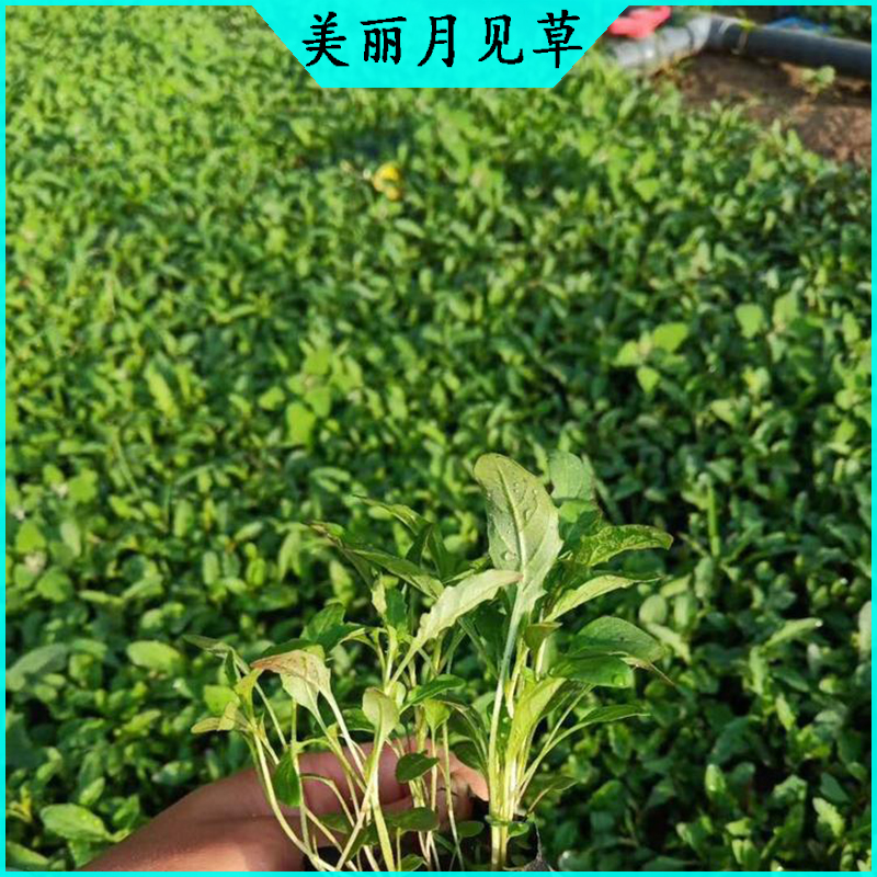 绿化带美丽月见草 月见草批发  宿根草花美丽月见草